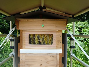 日本みつばち養蜂プロジェクト